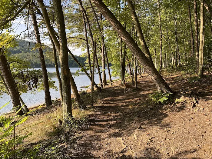 Rocky Gap State Park Campground 5
