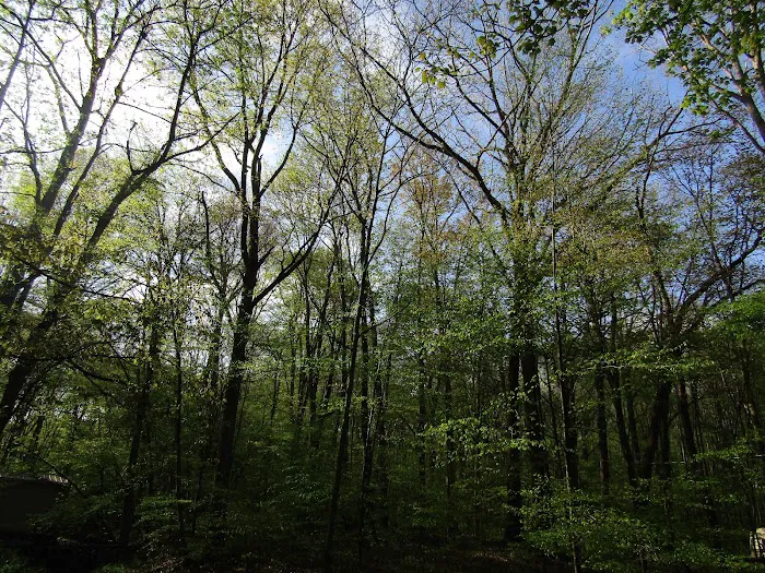 Posey Corners Campground 4
