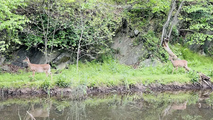 Marsden Tract Group Campground 9