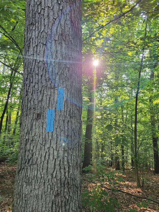 Crampton Gap Campsite 3