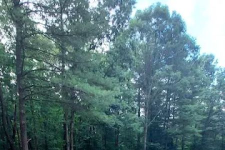 Green Ridge State Forest Campsite 23