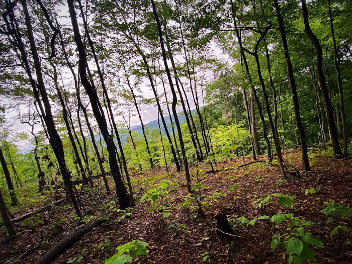 Indian Creek Camplands Inc 5