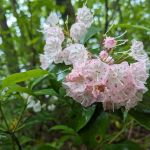 Forbes State Forest Motorized Site 2