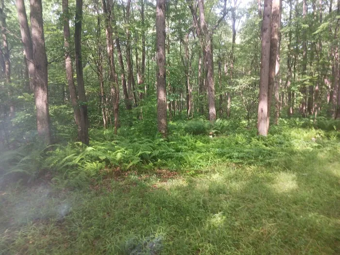 Forbes State Forest Motorized Site 2 4
