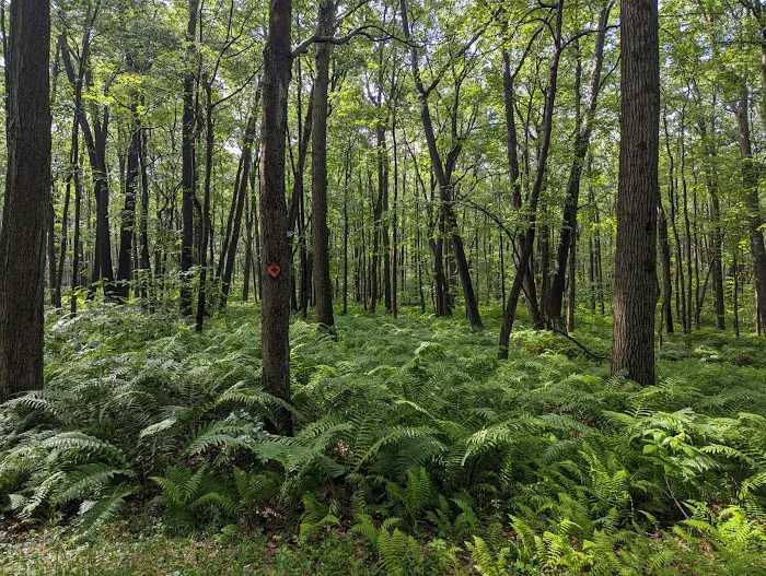 Forbes State Forest Motorized Site 2 9