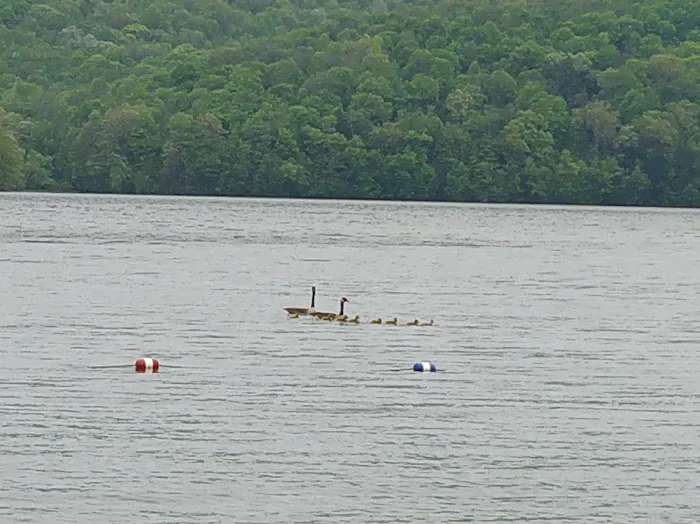 Quemahoning Family Recreation Area 1
