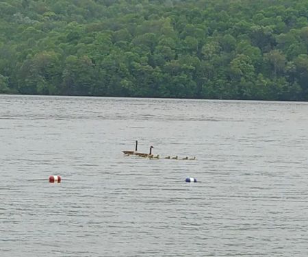 Quemahoning Family Recreation Area