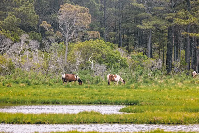 Chincoteague Bay RV Resort & Cottages 7