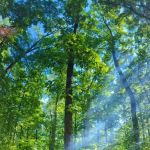 Little Bennett Campground Loop A Tent Area