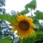 Middlebrook Mobile Home Park