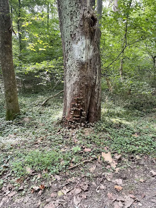 Big Woods Campsite 3