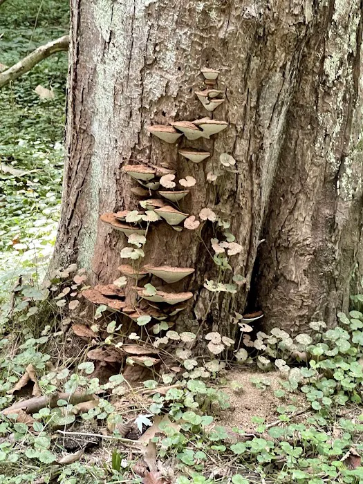 Big Woods Campsite 5