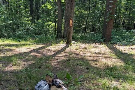 Green Ridge State Forest Campsite #15