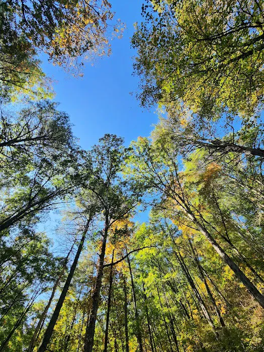 Green Ridge State Forest Campground #4 7