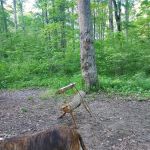 Green Ridge State Forest Campground #3