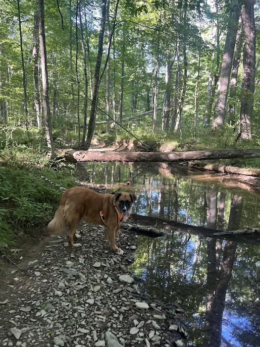 Green Ridge State Forest Campground #3 6