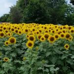 Rankin Mobile Home Park