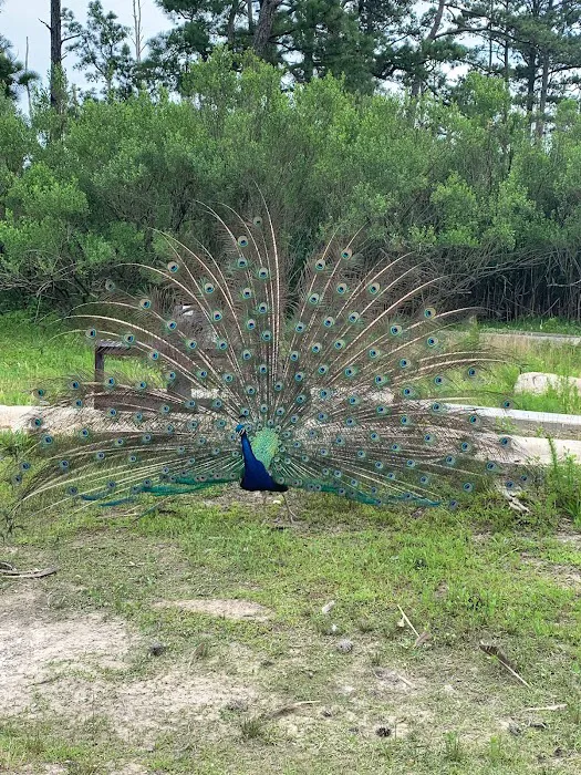 Pine Grove Campground 5