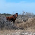 Back Country Camping-Pope Bay Campground