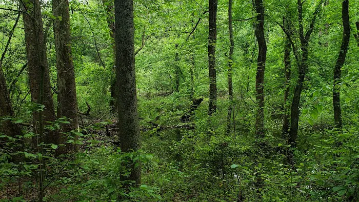 Tuckahoe State Park Campground 10