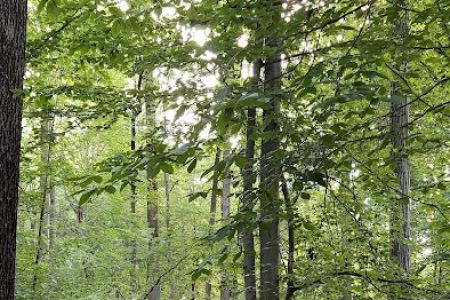 Hilton Camping Loop