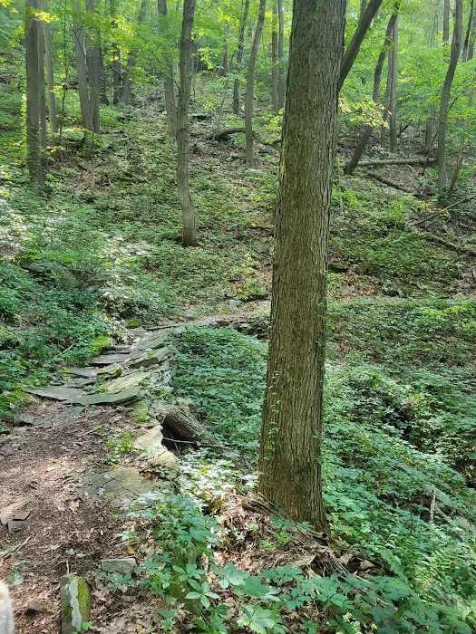 Blue Knob State Park Campground 10