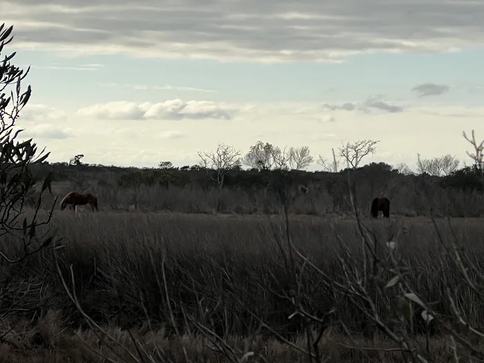 TIngles Island Camp, Assateague National Park 10