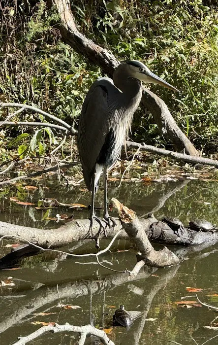 Trap Pond 8
