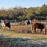 Horse Campground Reservation