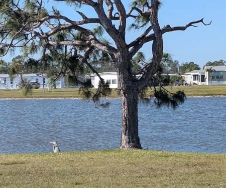 Village of Holiday Lake