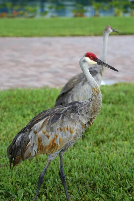 Palm Beach Motorcoach Resort 8