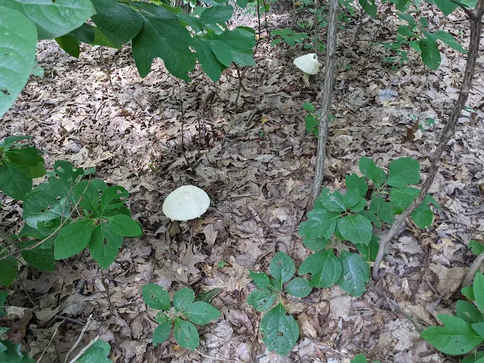 Codorus State Park Campground 5