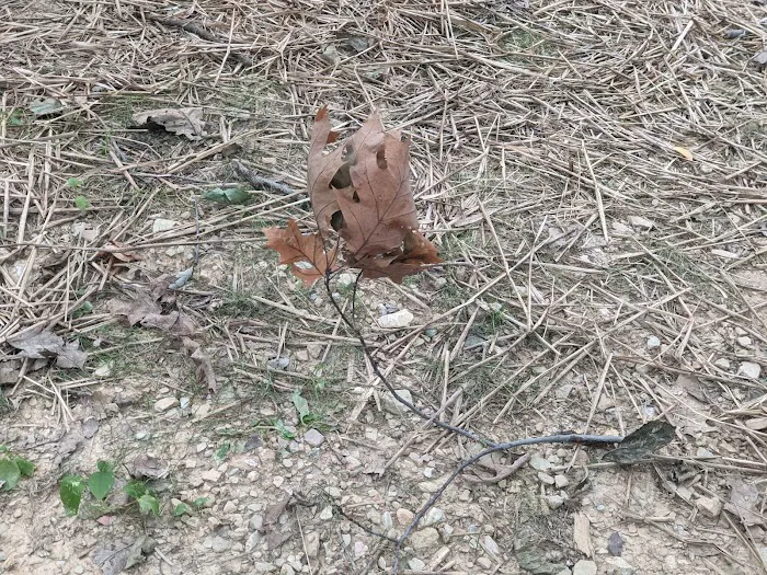 Codorus State Park Campground 6