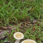 Holly Lake Campsites