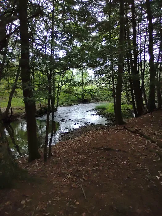 Bald Eagle Campsite 5