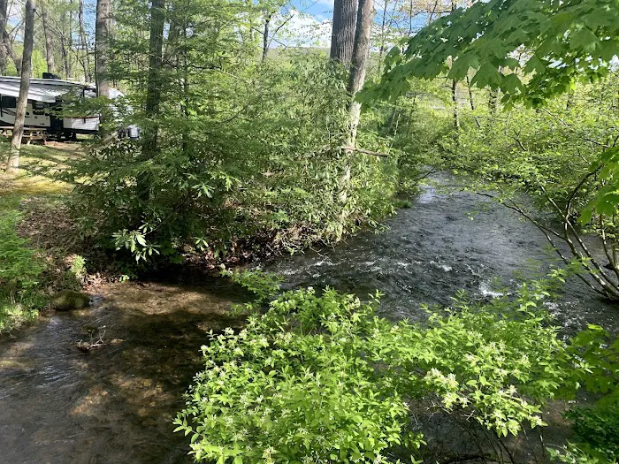 Bald Eagle Campsite 6