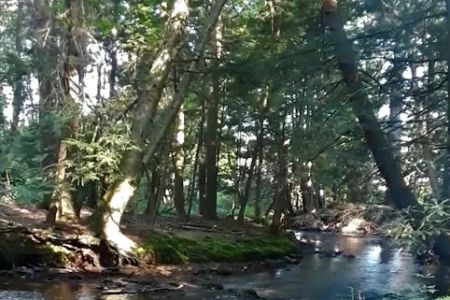Bald Eagle Campsite