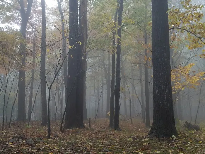 Rothrock State Forest Campsite #2 9