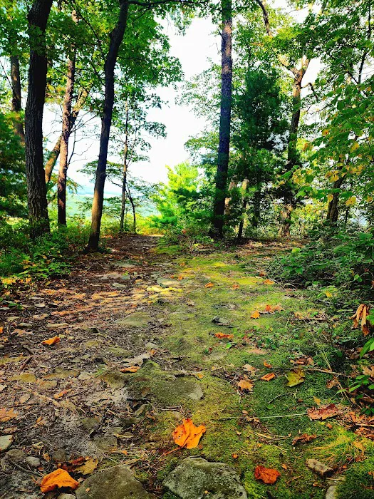 Rothrock State Forest Campsite #2 8