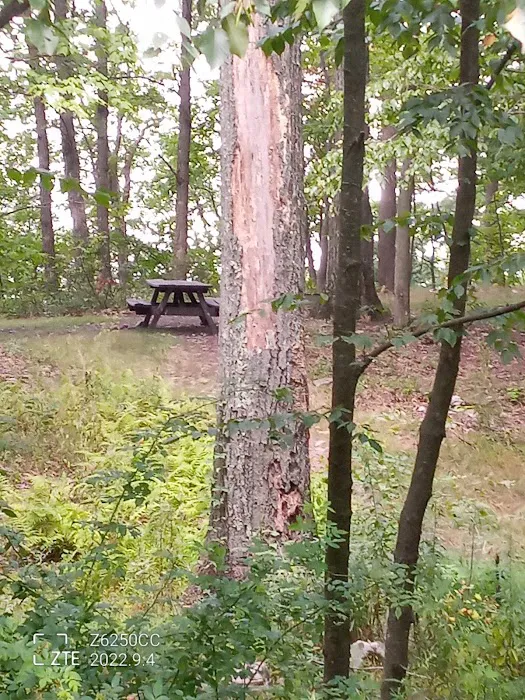 Rothrock State Forest Campsite #2 7