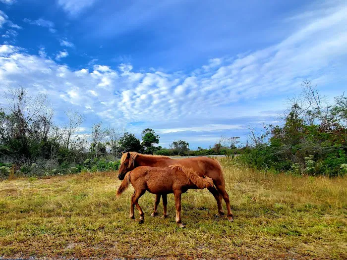 Assateague National Seashore Campground 4