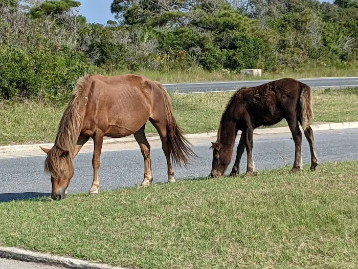 Oceanside Drive-In Campground 7