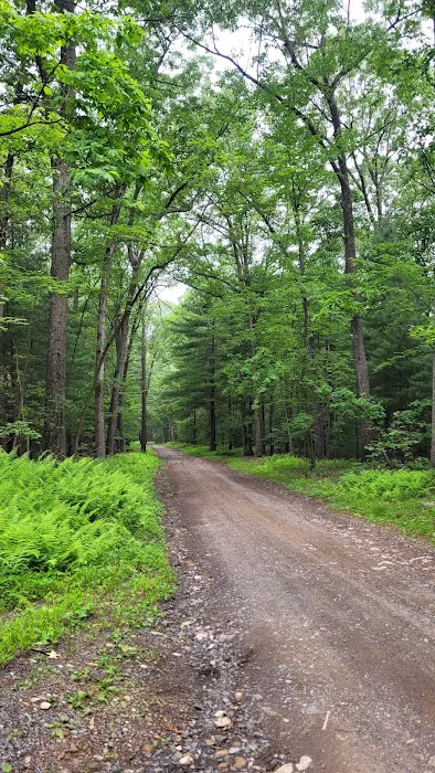 Whispering Pines 1