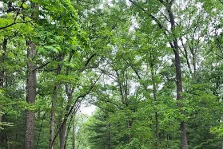 Whispering Pines