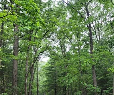 Whispering Pines
