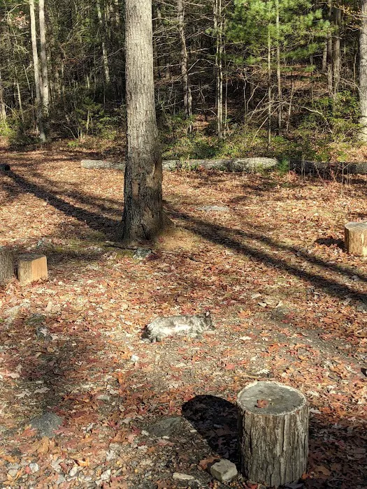 Raccoon Run Campsite #15 State Forest Grounds 1
