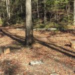 Raccoon Run Campsite #15 State Forest Grounds