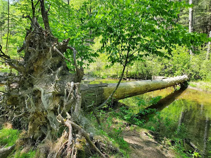 Hosack Run Campground 6