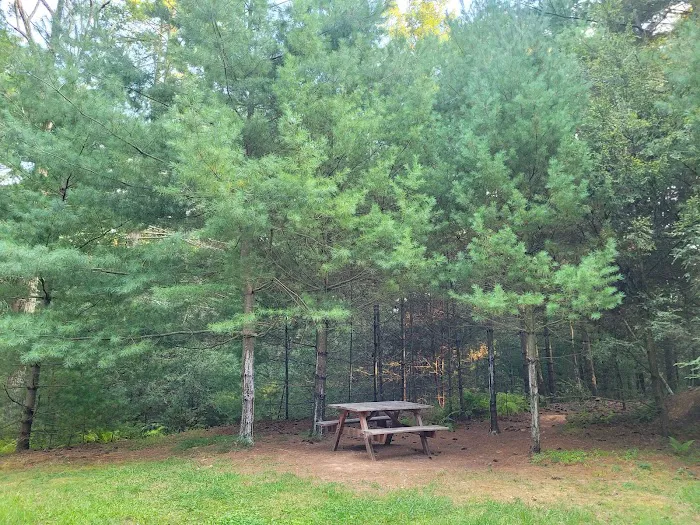 Primitive Campsite #12 4
