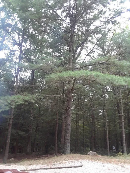 Primitive Campsite #11 9